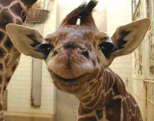 Monday - Smiling Giraffe